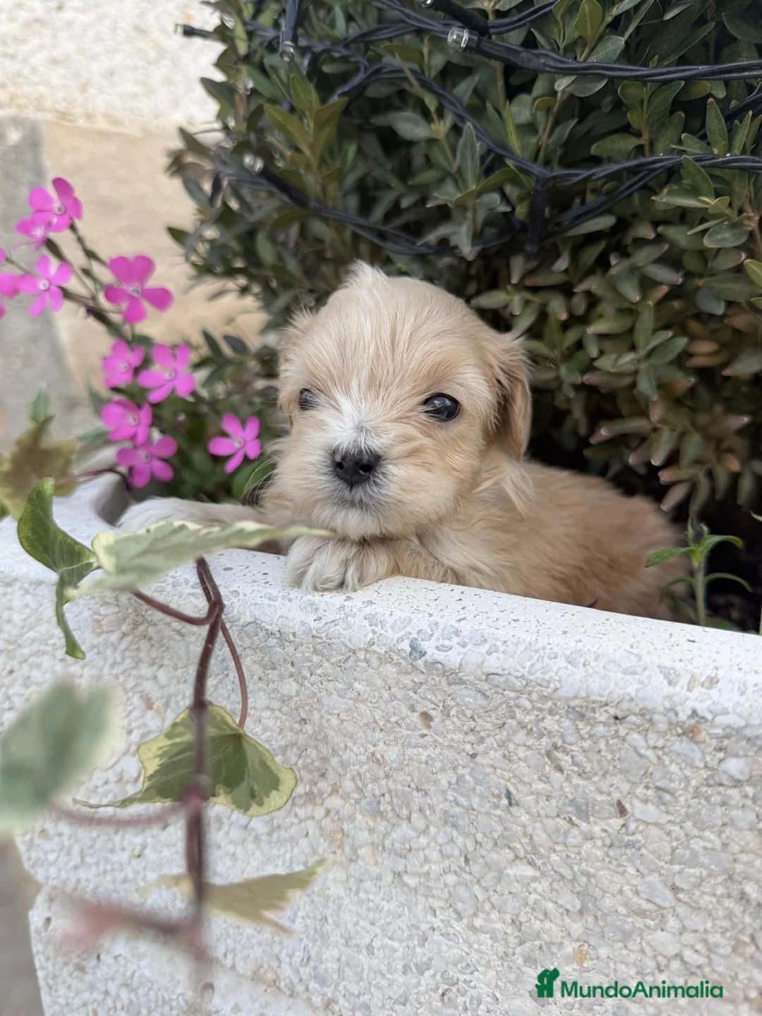 Maltipoo perros en venta: Maltipoo Hembra y macho mini toy  - Anuncio 2