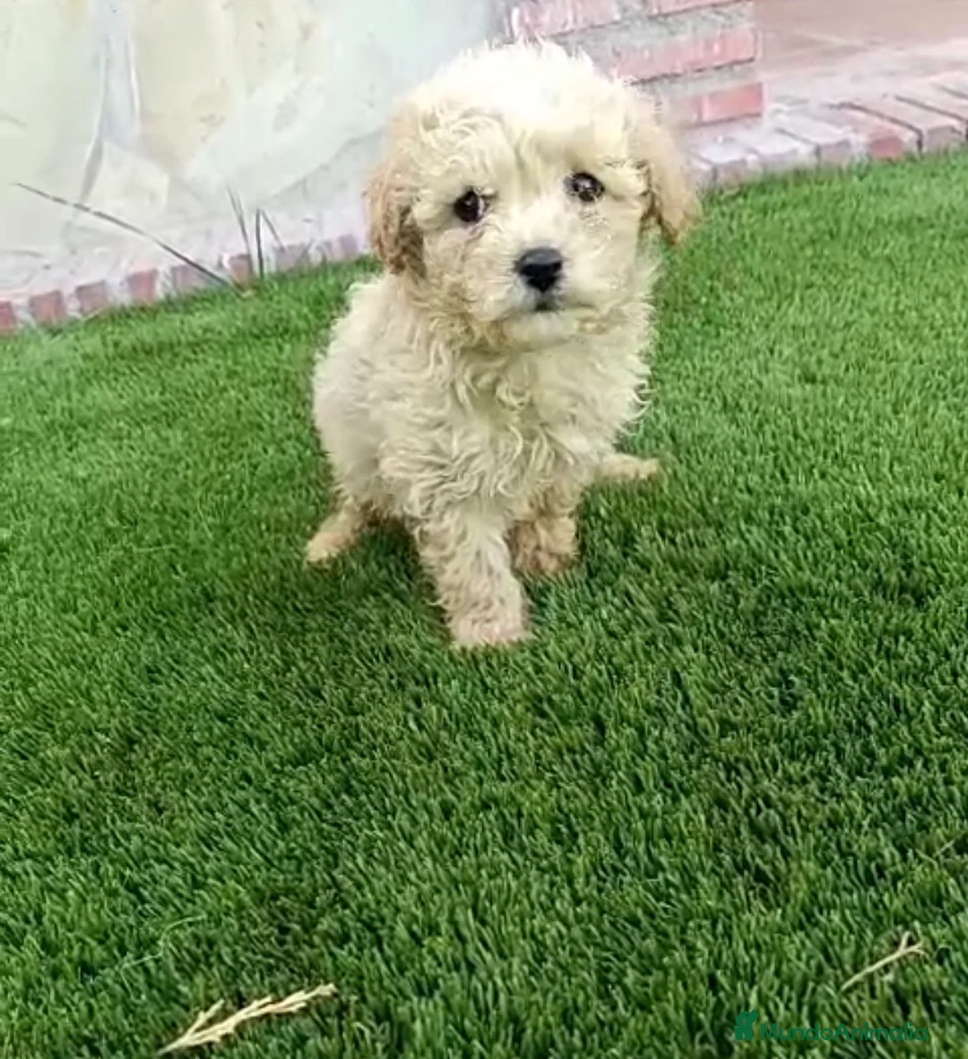 Maltipoo perros en venta: Macho matipoo  - Anuncio 1