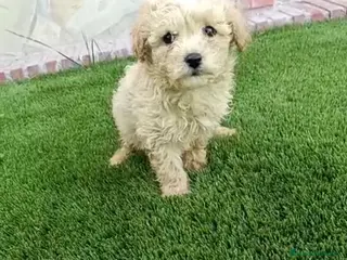Maltipoo perros Macho matipoo - Anuncio 1