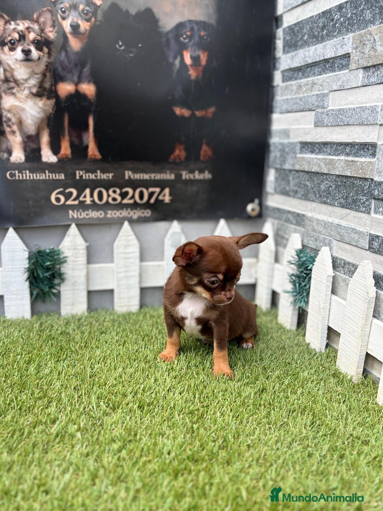 Chihuahua perros Chihuahuas - Anuncio 1