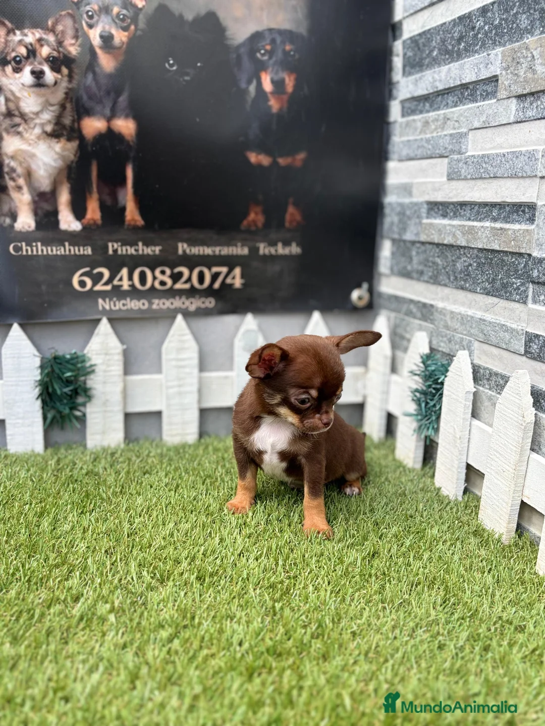 Chihuahua perros en venta: Chihuahuas - Anuncio 1