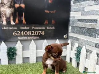 Chihuahua perros Chihuahuas - Anuncio 1