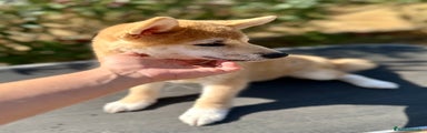 Shiba Inu Cachorro 2