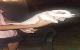 Jack Russell Terrier perros en venta: Jack Russell  - Imagen 3