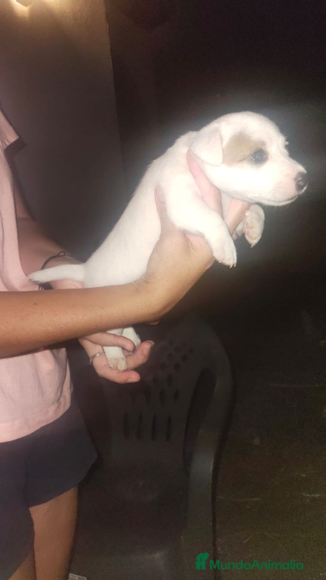 Jack Russell Terrier perros en venta: Jack Russell  - Imagen 3