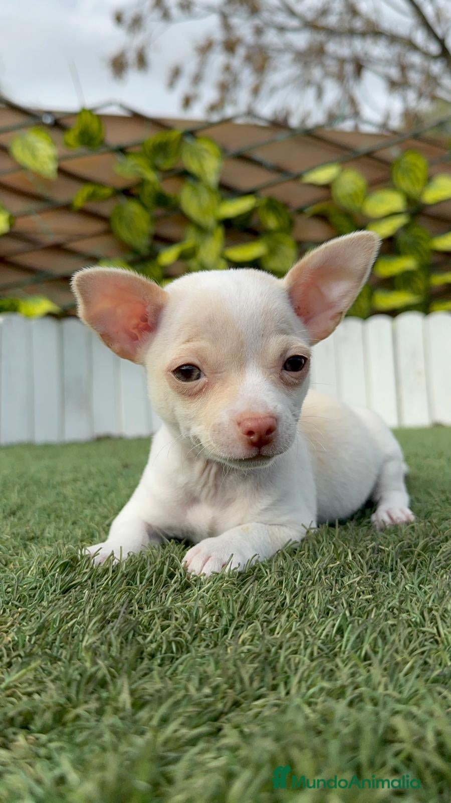 Chihuahua perros CHIHUAHUA MACHO - Anuncio 1