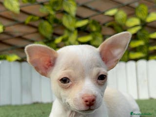 Chihuahua perros CHIHUAHUA MACHO - Anuncio 1