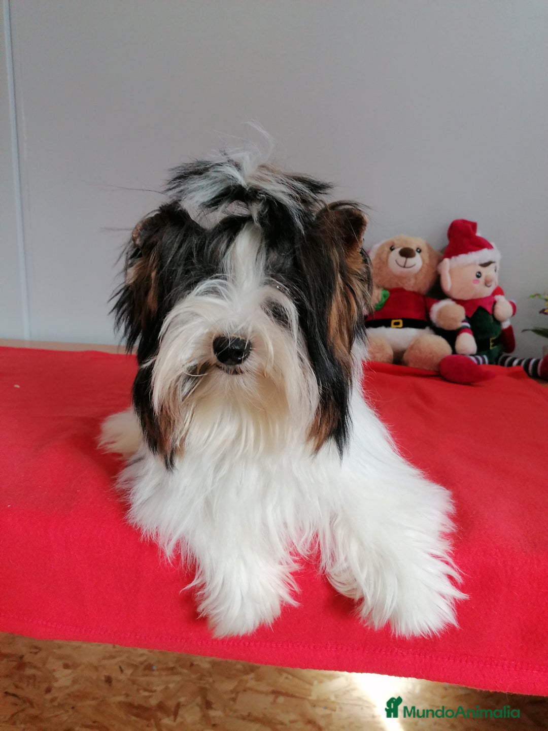 Biewer Yorkshire Terrier a la Pom Pon perros en venta: Yorkshire Biewer  - Anuncio 1