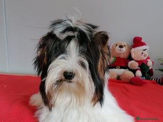 Biewer Yorkshire Terrier a la Pom Pon perros Yorkshire Biewer - Anuncio 2