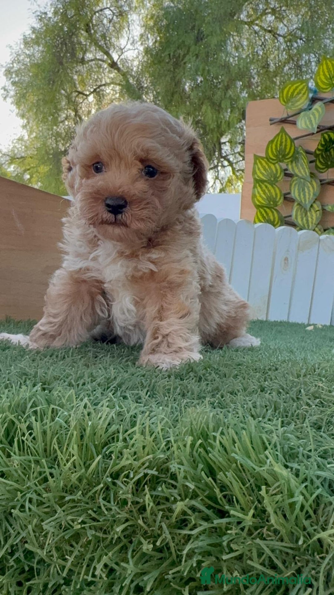 Caniche Toy perros en venta: CANICHE TOY MACHO - Imagen 10