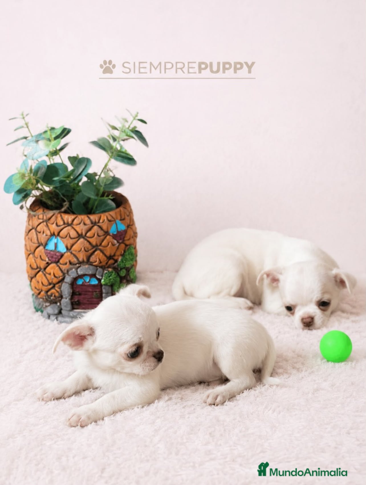 Chihuahua perros CHIHUAHUA TOY - Anuncio 1