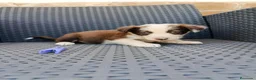 Border Collie perros en venta: Borde collie - Anuncio 6