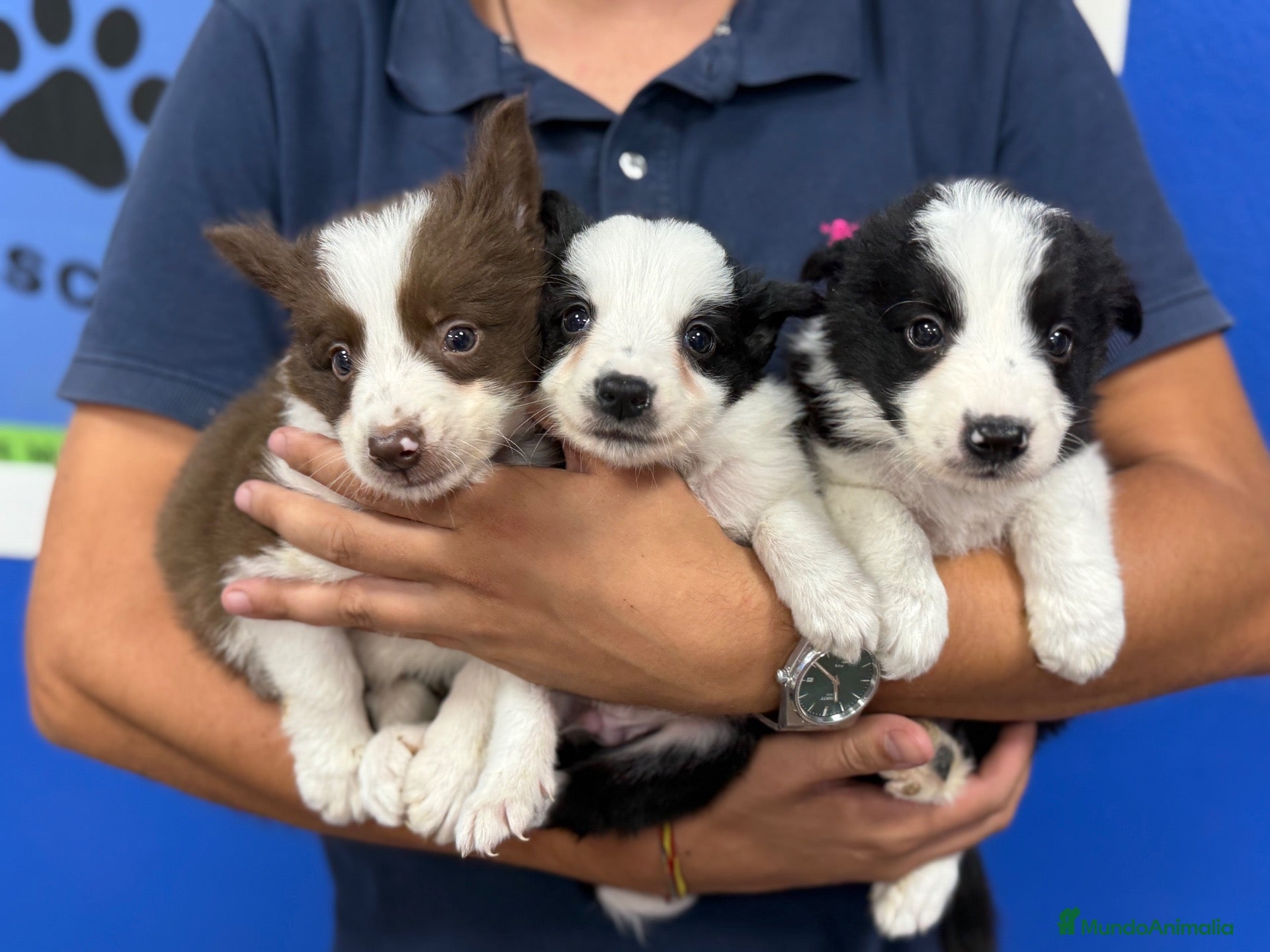 Border Collie perros Cachorros Border Collie 450€ ¡PRECIO REAL!VALENCIA - Anuncio 1