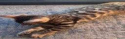 Bengalí gatos en venta: Hembra Bengalí Brown Spotted Tabby - Anuncio 20