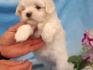 Bichón Maltés perros PRECIOSOS BICHON MALTES LINEA TOY - Anuncio 3