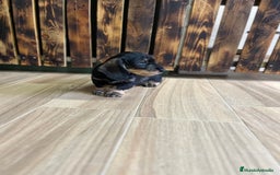 Teckel perros en venta: Teckel pelo duro  - Imagen 4