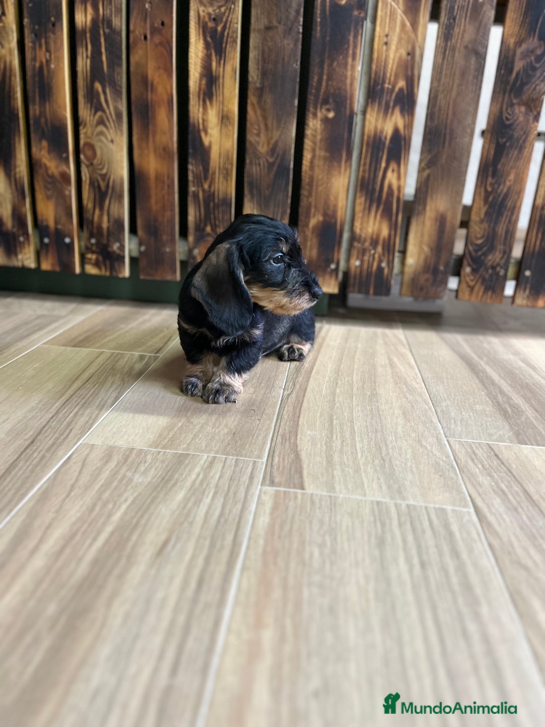 Teckel perros en venta: Teckel pelo duro  - Imagen 4
