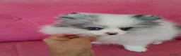 Pomerania perros en venta: Pomerania Merle Toy ojos azules hembra  - Anuncio 12