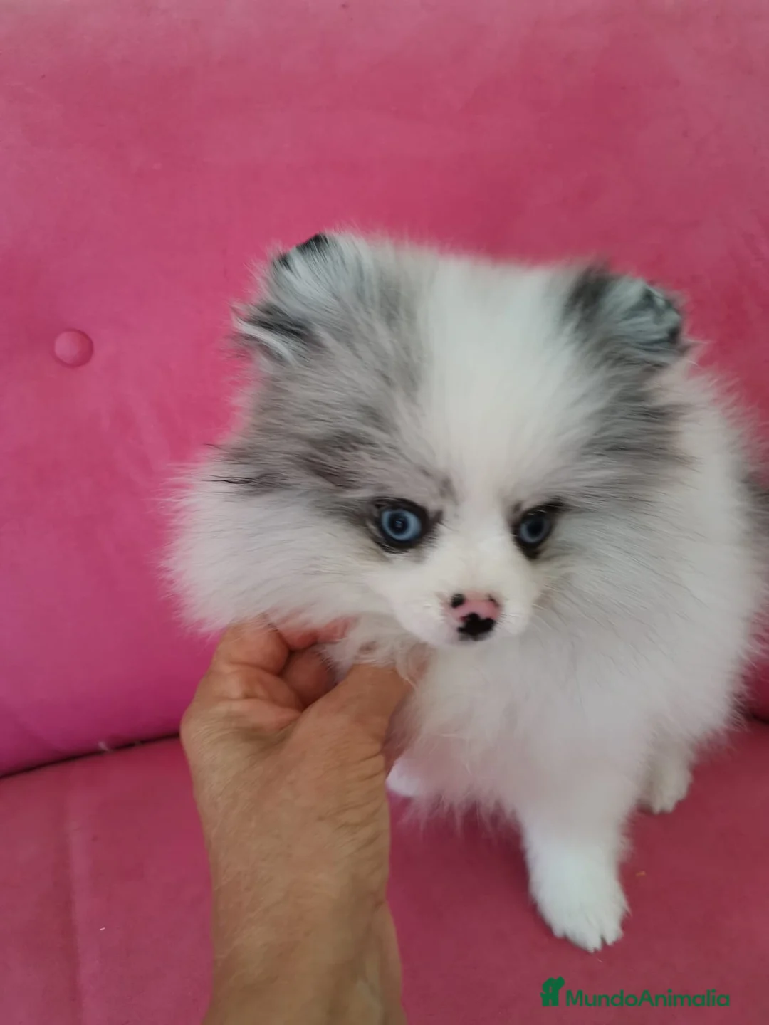 Pomerania perros en venta: Pomerania Merle Toy ojos azules hembra  - Anuncio 12