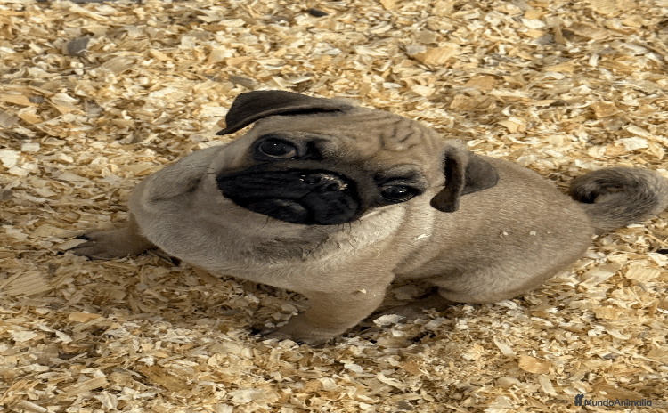 Carlino - Pug perros - Propaganda 1