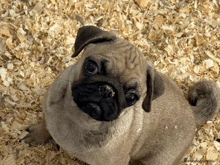 Carlino - Pug perros - Anuncio 4