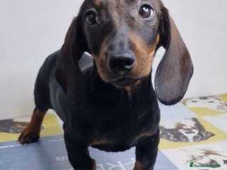 Teckel perros Teckel Hembra 9966 - AQUANATURA en Barcelona - Anuncio 33