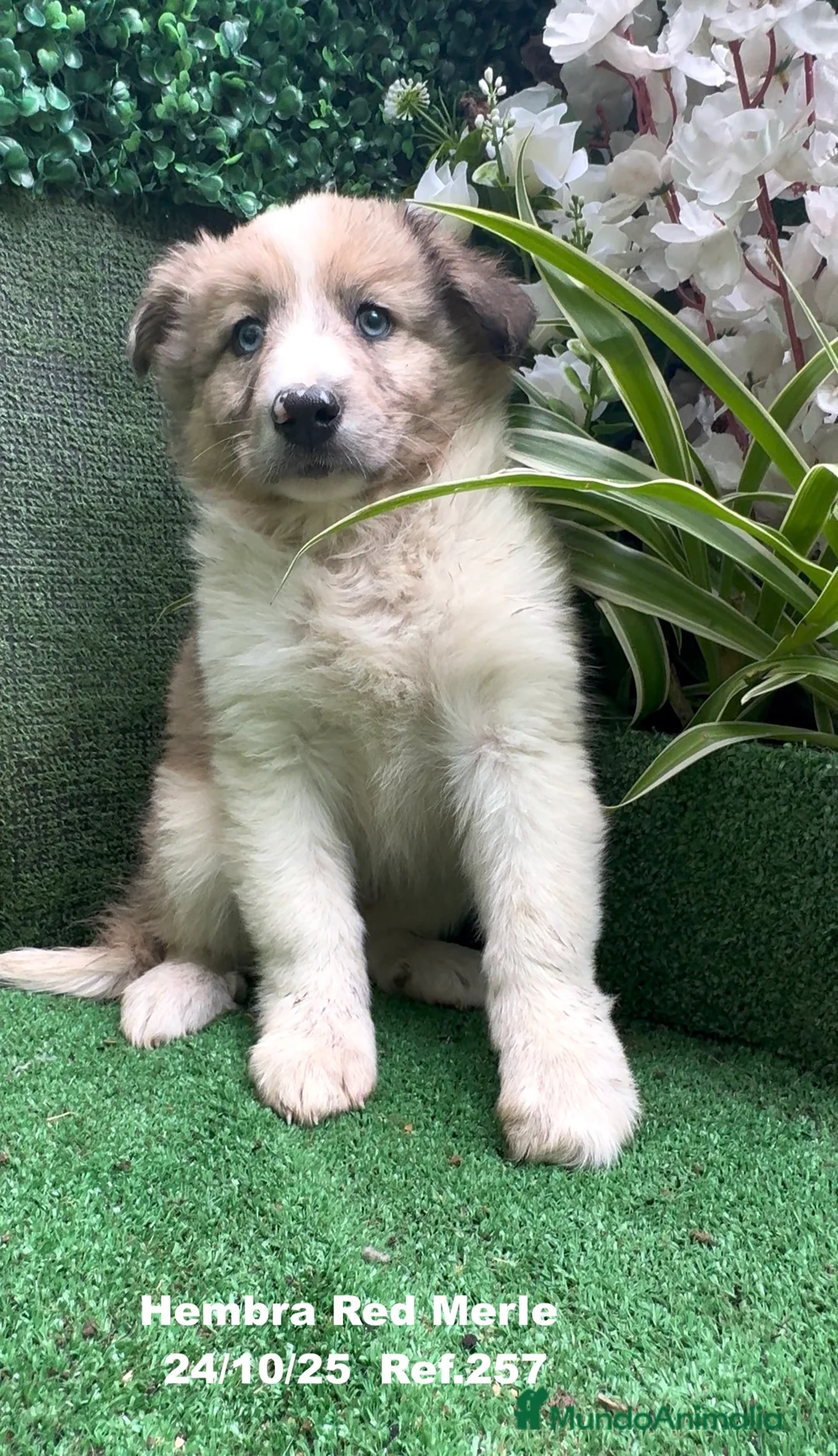Border Collie perros en venta: BORDER COLLIE red merle - Anuncio 24
