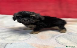 Shihpoo perros en venta: Machito de ShihPoo  - Imagen 5