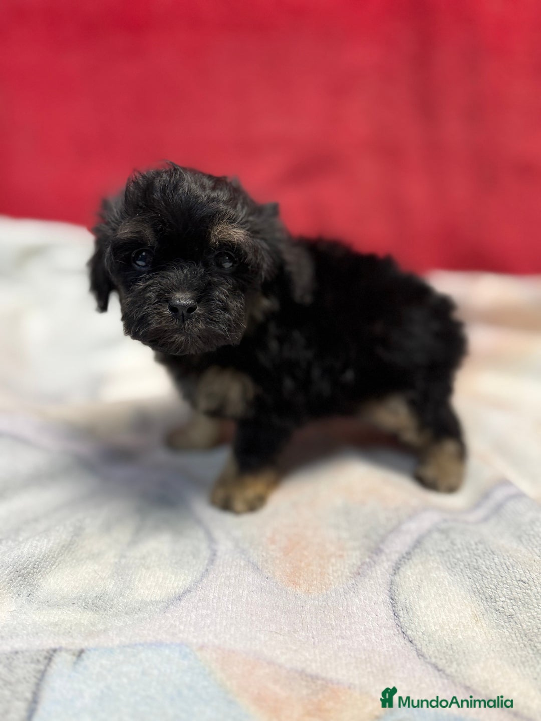 Shihpoo perros en venta: Machito de ShihPoo  - Imagen 5