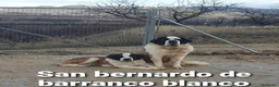 San Bernardo perros en venta: San bernardo con pedigree - Anuncio 2
