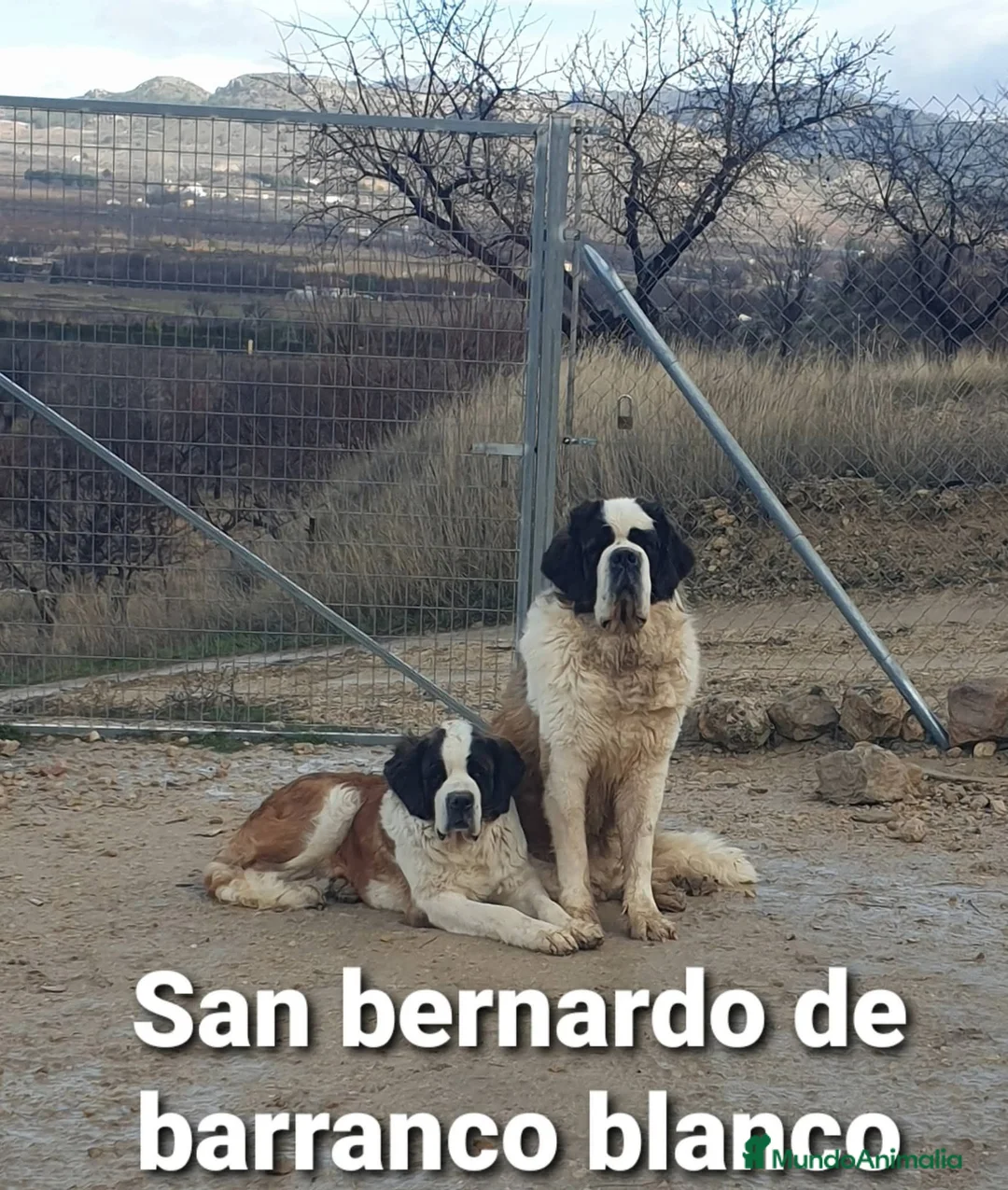 San Bernardo perros en venta: San bernardo con pedigree - Anuncio 2