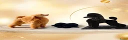 Caniche Toy perros en venta: Caniche toy  - Anuncio 3
