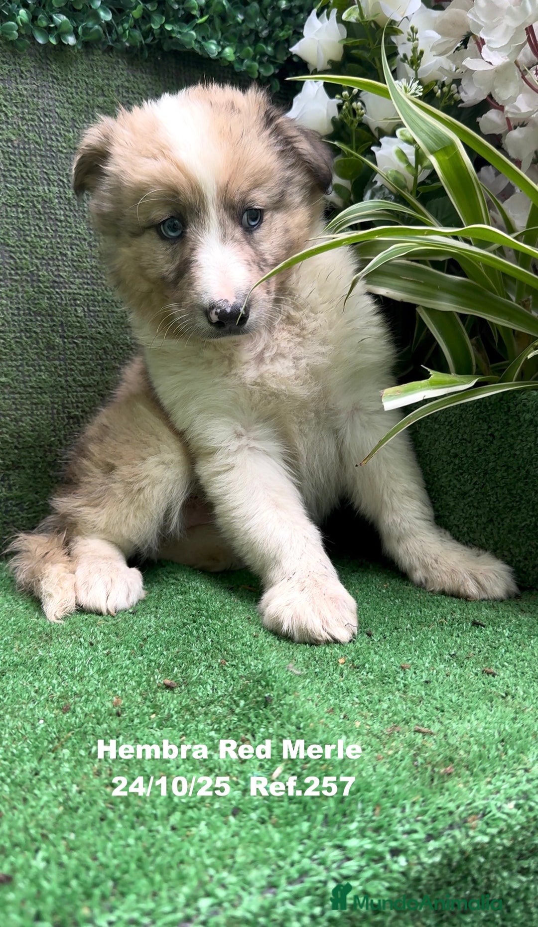 Border Collie perros en venta: BORDER COLLIE red merle - Anuncio 19