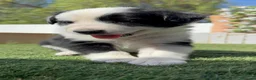 Border Collie perros en venta: BORDER COLLIE HEMBRA - Anuncio 8