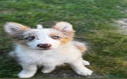 Border Collie perros en venta: Border collie - Imagen 3