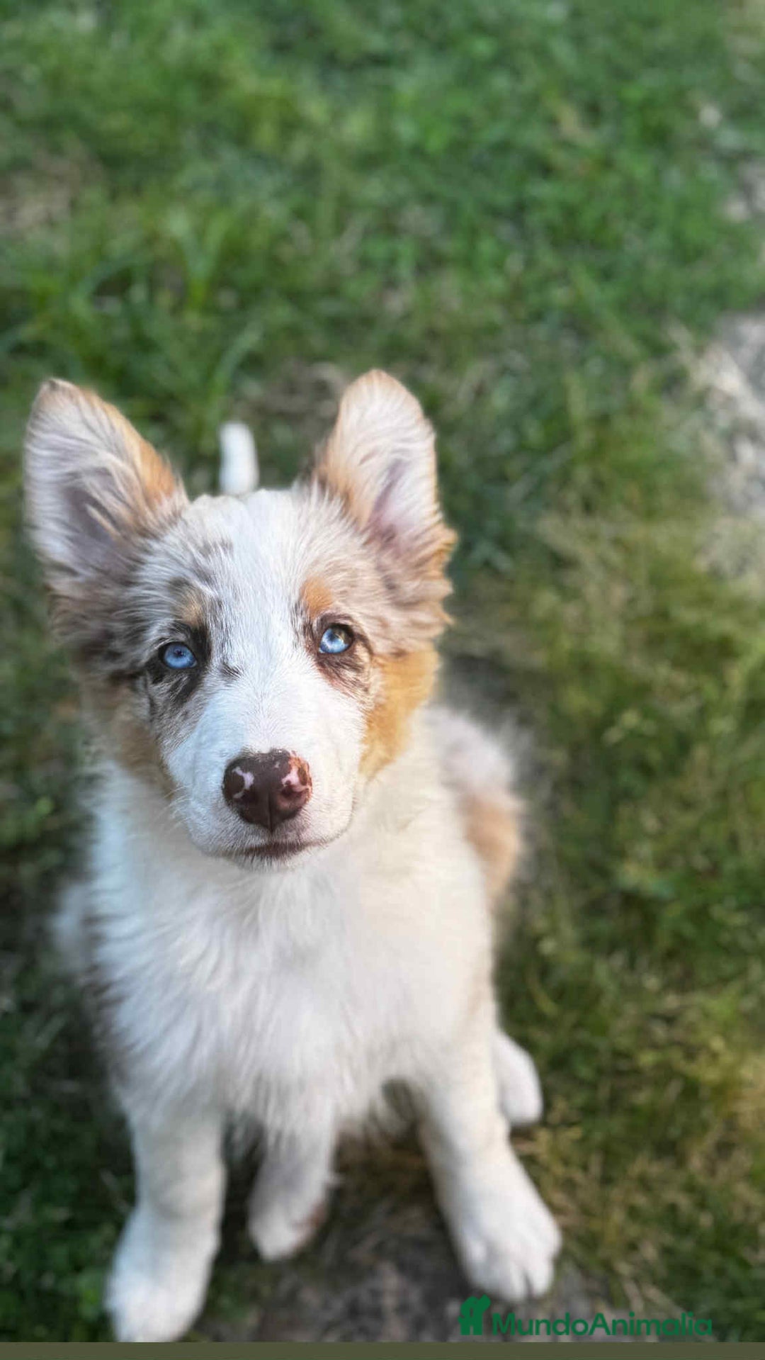Border Collie perros en venta: Border collie - Imagen 3