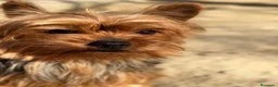 Yorkshire Terrier perros en venta: YORKSHIRE TOY MACHOS - Anuncio 2