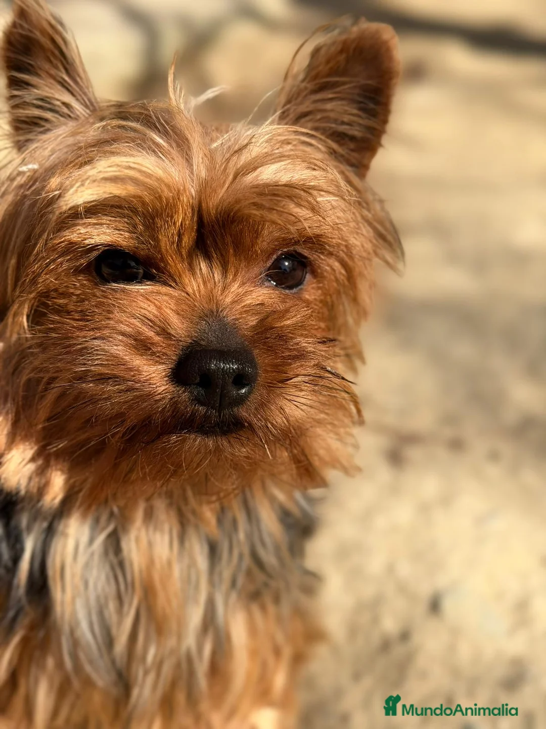 Yorkshire Terrier perros en venta: YORKSHIRE TOY MACHOS - Anuncio 2