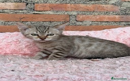 Bengalí gatos en venta: Último macho gatito bengalí snow mink - Imagen 6
