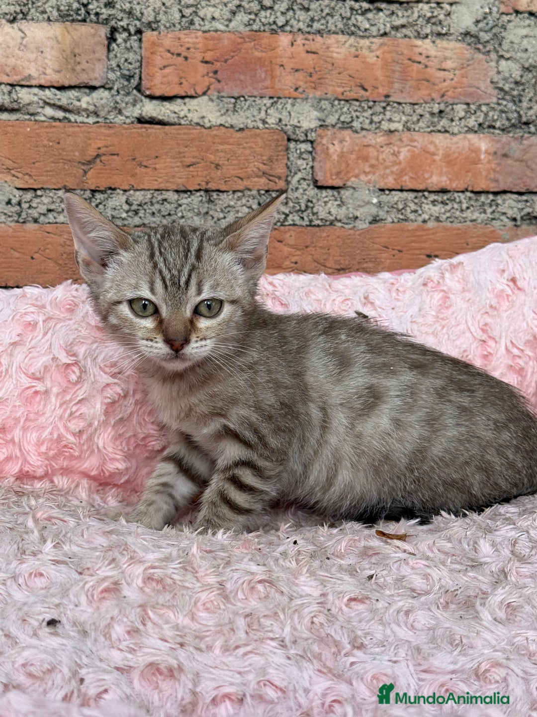 Bengalí gatos en venta: Último macho gatito bengalí snow mink - Imagen 6