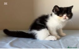 Exótico de Pelo Corto gatos en venta: GATITOS EXOTICOS Y PERSAS en Girona - Imagen 2