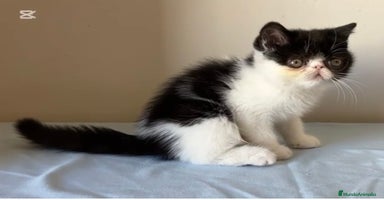 Exótico de Pelo Corto gatos en Girona - Propaganda 14