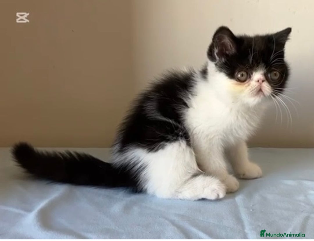 Exótico de Pelo Corto gatos en venta: GATITOS EXOTICOS Y PERSAS en Girona - Imagen 2