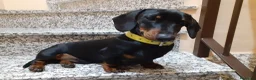Teckel perros en venta: Preciosos Teckel negro fuego.  - Anuncio 2