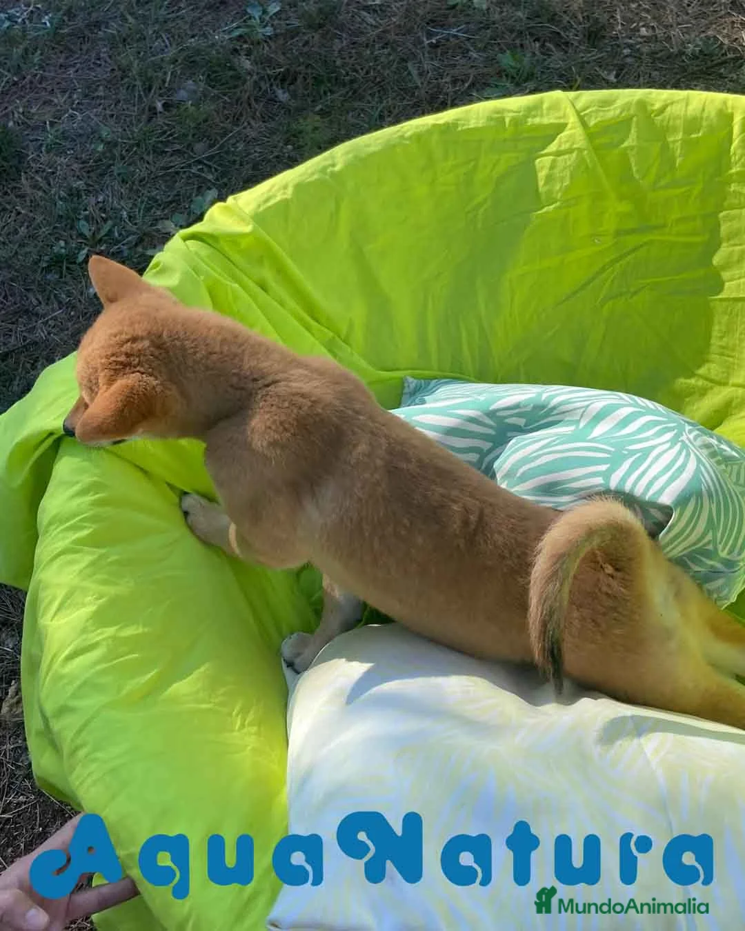 Shiba Inu perros en venta: Shiba Inu Hembra 5293 de Mar - AQUANATURA en Barcelona - Anuncio 8
