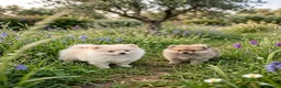 Pomerania perros en venta: Pomerania  - Anuncio 3