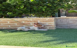 Podenco Ibicenco perros en venta: Cachorro podenco ibicenco  - Imagen 10