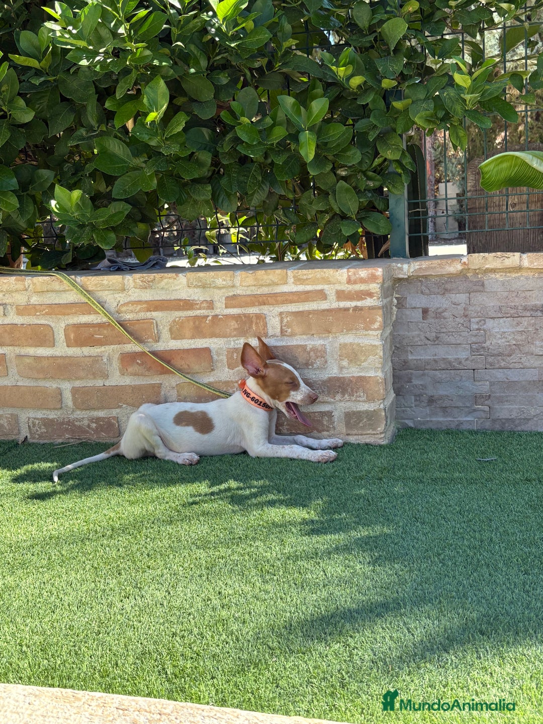 Podenco Ibicenco perros en venta: Cachorro podenco ibicenco  - Imagen 10