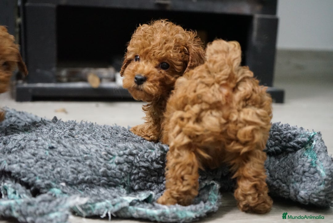 Caniche Toy perros en venta: 🐾 Atom – Caniche Toy rojo intenso ❤️✨ - Anuncio 3