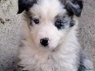 Border Collie perros Boder Collie Navalcarnero - Anuncio 26